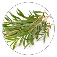 Tea Tree Essential Oil | Natural Elements