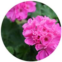 Geranium | Natural Elements