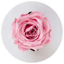 Rose Essential Oil | Natural Elements